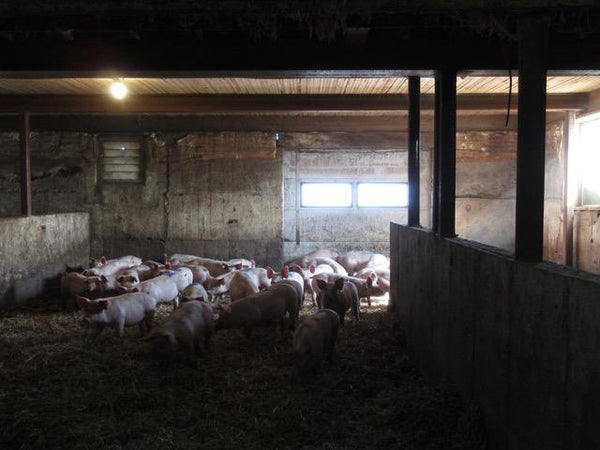 Happy As A Pig in Perth