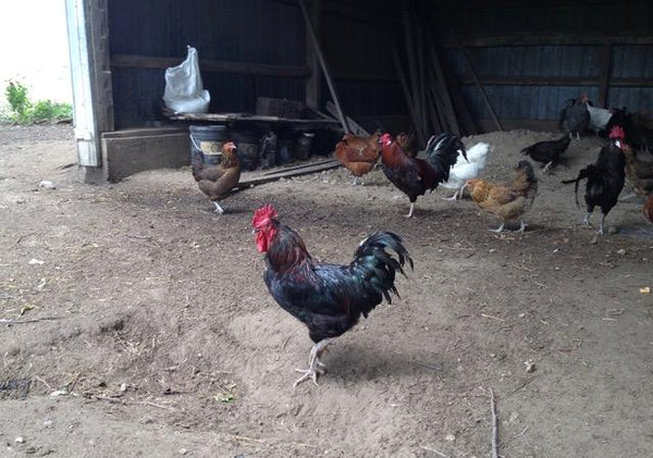 Hunt Up Some Eggy Quiche This Easter